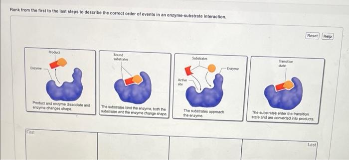 solved-rank-from-the-first-to-the-last-steps-to-describe-the-chegg