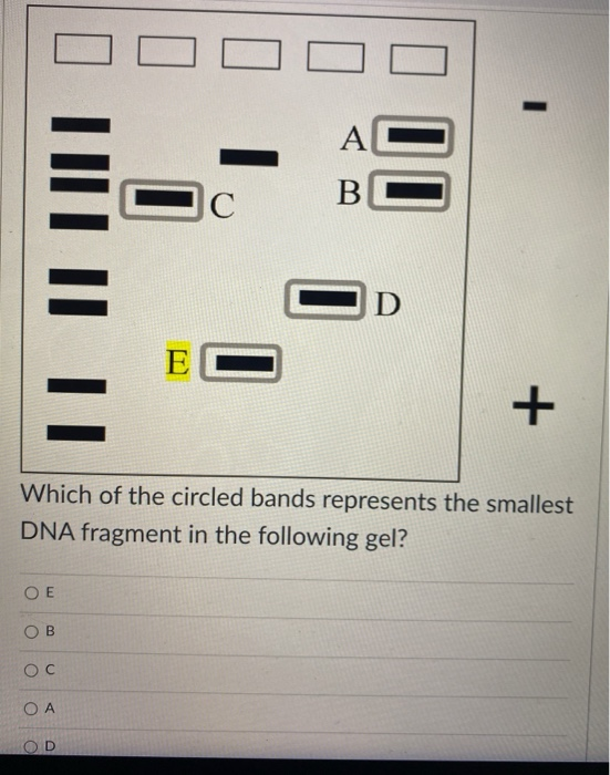 Solved A B LILT II JC D EC Which of the circled bands Chegg