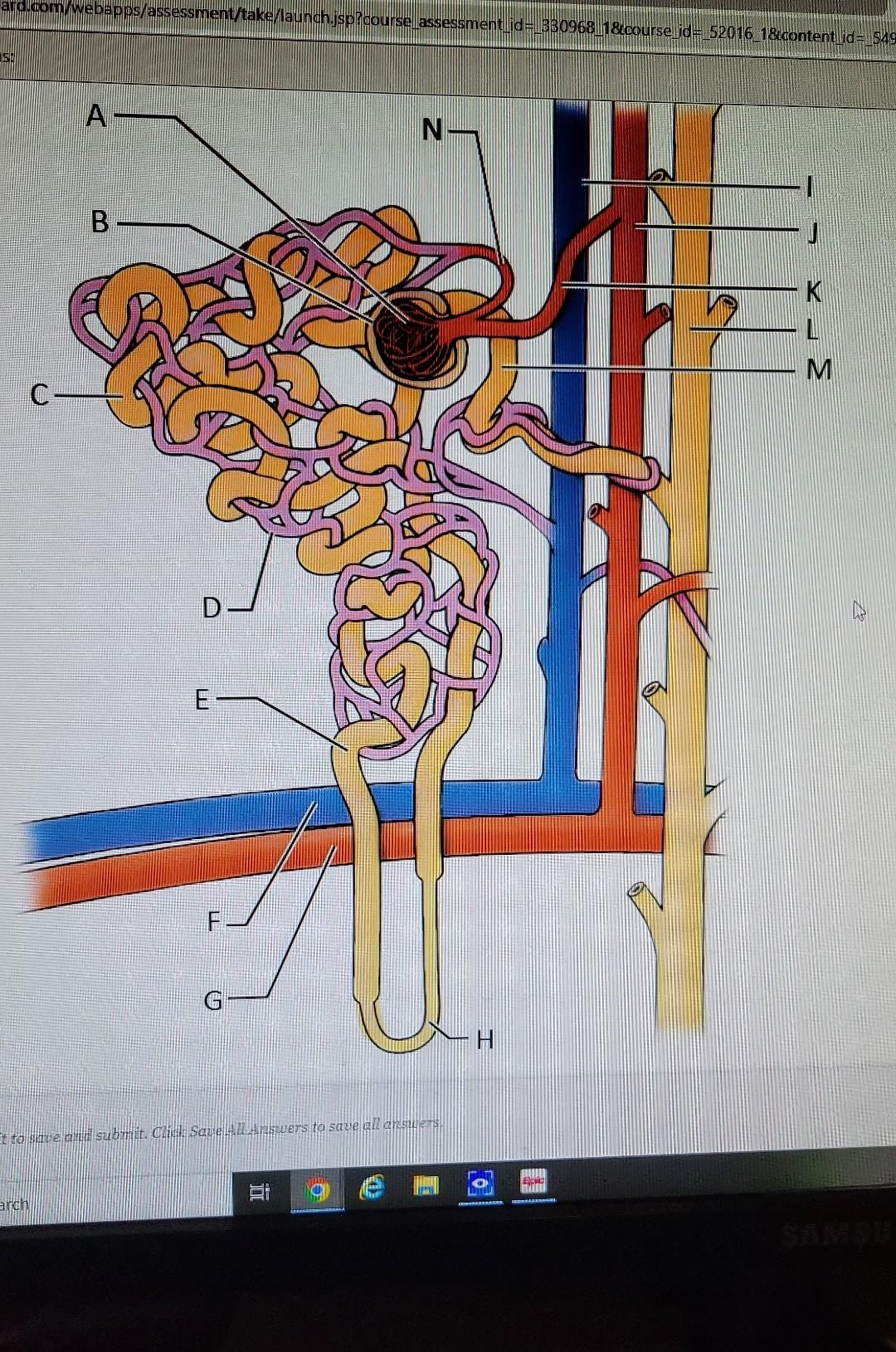 Solved label all the parts of the nephron | Chegg.com