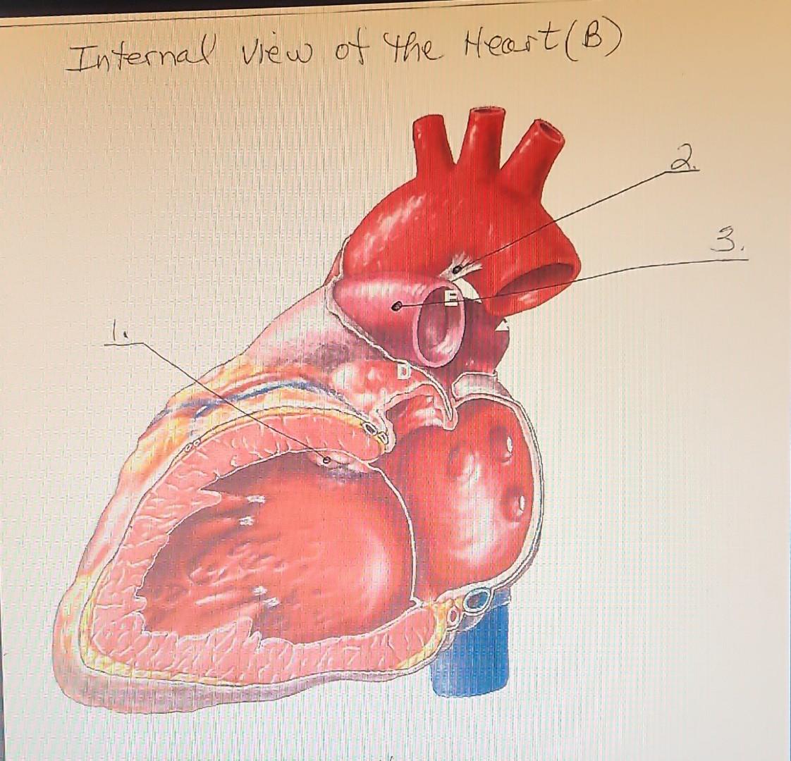 Internal View Examples Solved - (uRnLan+(n˙)Internal View of the Heart (B)Internal | Chegg.com