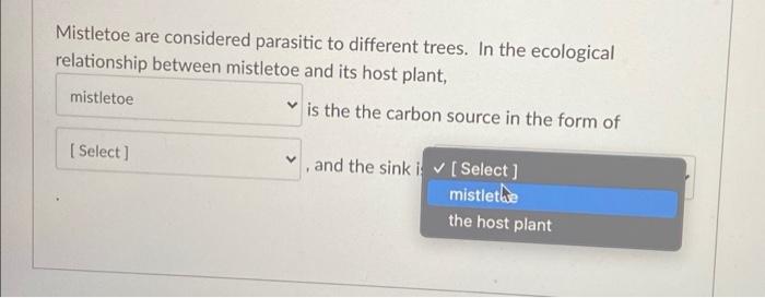 The Parasites Partner Mistletoe And Spruces Astonishing Relationship - vcci9j6