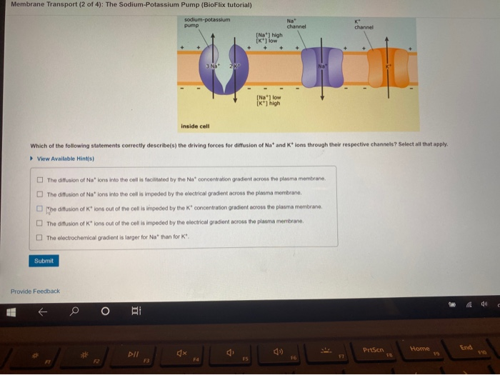 Solved Membrane Transport (2 of 4): The Sodium-Potassium | Chegg.com