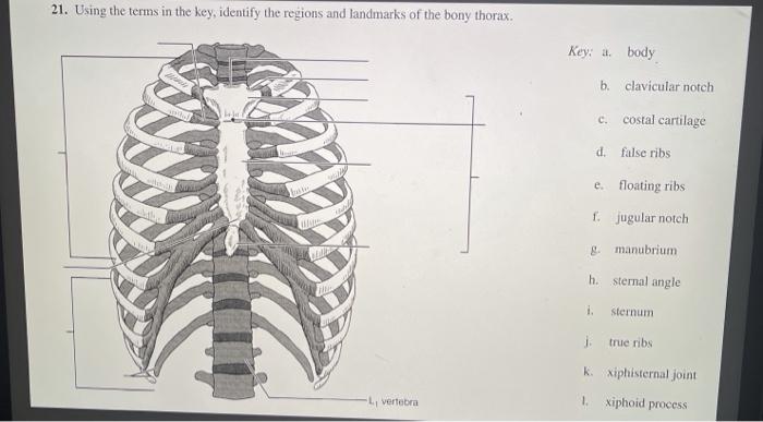 21. Using the terms in the key, identify the regions and landmarks of the bony thorax. Key: i body b. clavicular notch C. cos