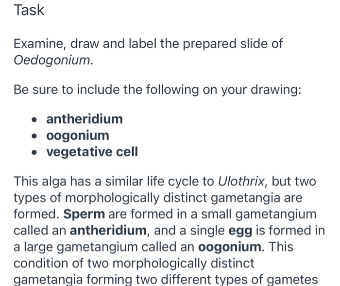 oedogonium life cycle