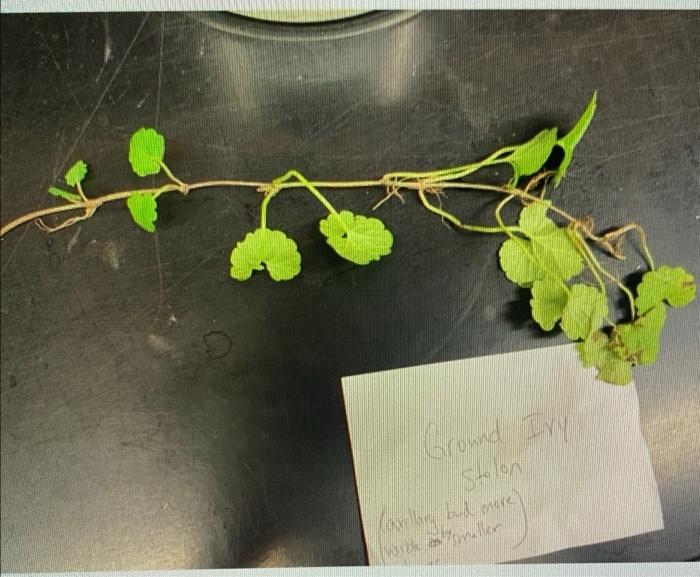 Solved 3. Modified stems View the modified stems presented