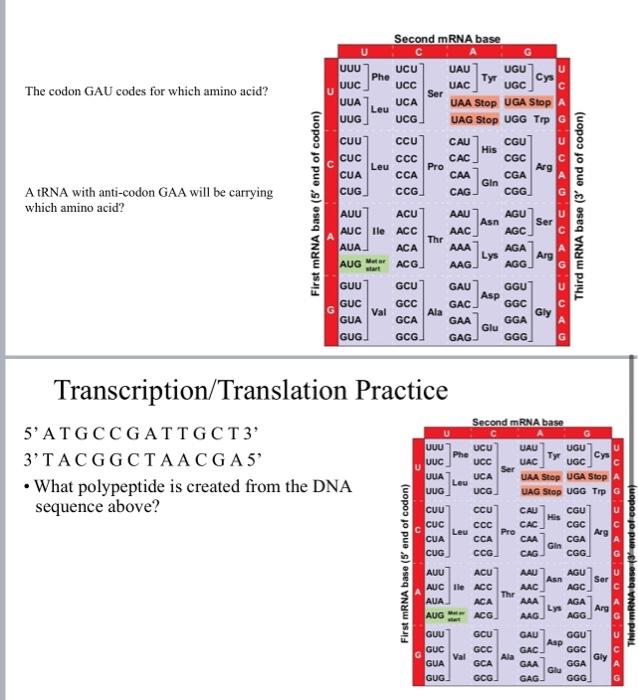 Solved UCU UUC The codon GAU codes for which amino acid? U