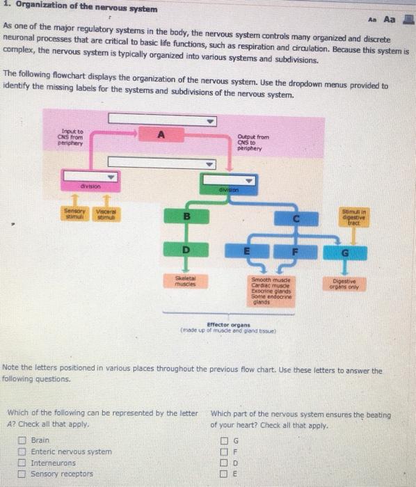 Solved An Aa 1. Organization of the nervous system As one of | Chegg.com
