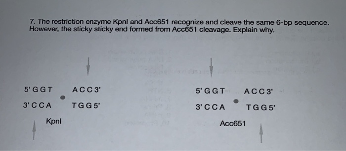 Solved The Restriction Enzyme Kpnl And Acc651 Recognize And 2098