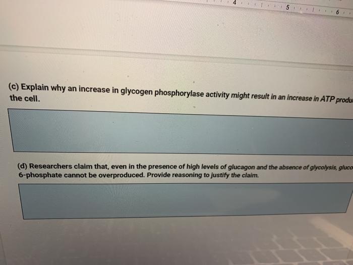 Solved 5 (c) Explain why an increase in glycogen