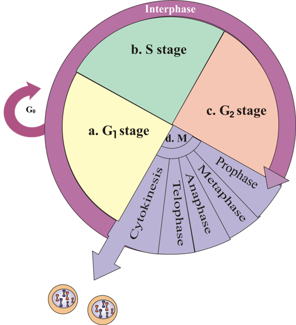 Solved The Cell Cycle Interphase Mitosis And Cytokinesislab