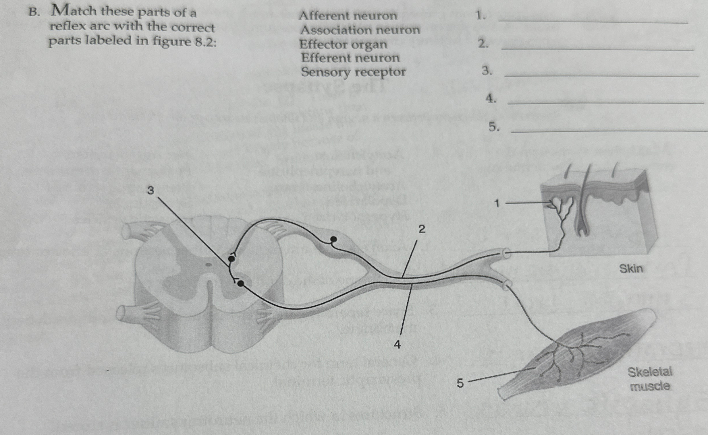 Solved B. ﻿Match these parts of a reflex arc with the | Chegg.com