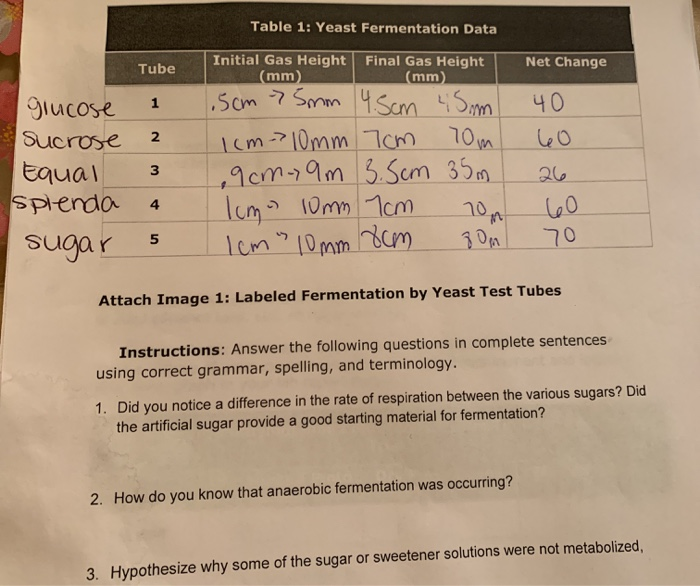 Solved Table 1 Yeast Fermentation Data Initial Gas Height