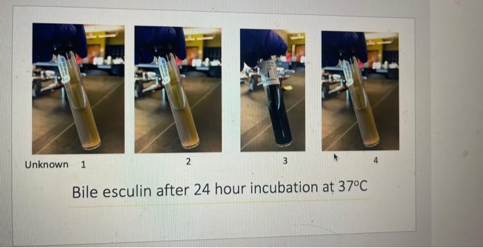 Bile esculin after 24 hour incubation at \( 37^{\circ} \mathrm{C} \)