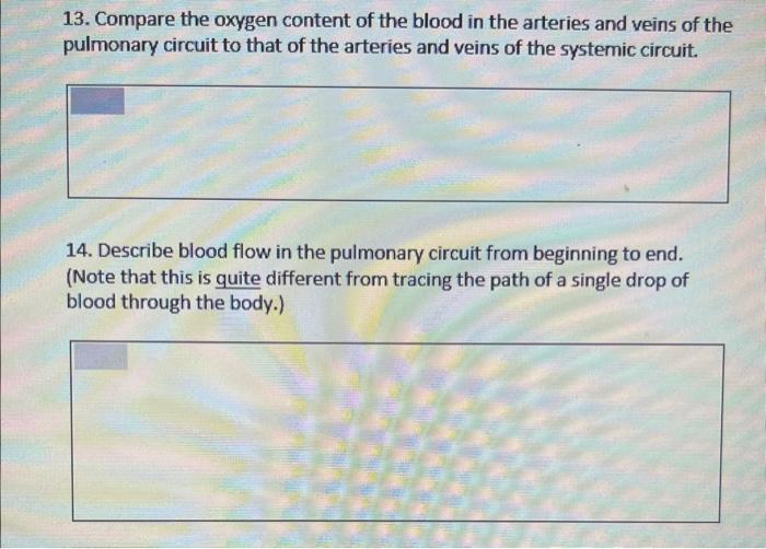 13. Compare the oxygen content of the blood in the arteries and veins of the pulmonary circuit to that of the arteries and ve