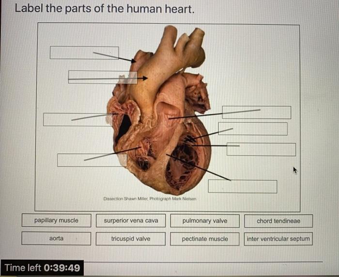 the human heart with labels