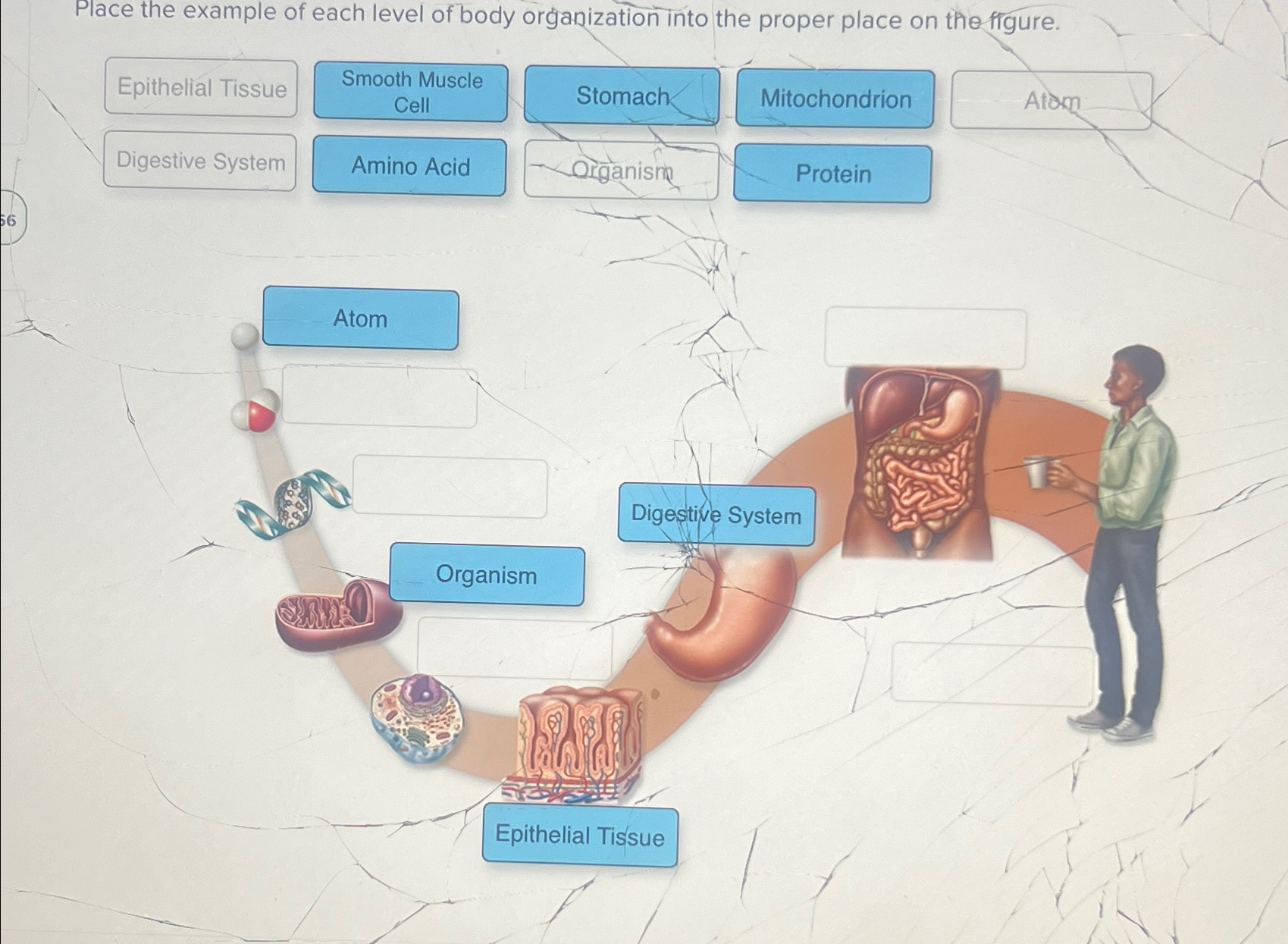 Solved Place the example of each level of body organization | Chegg.com