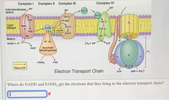 electron transport chain complex 2