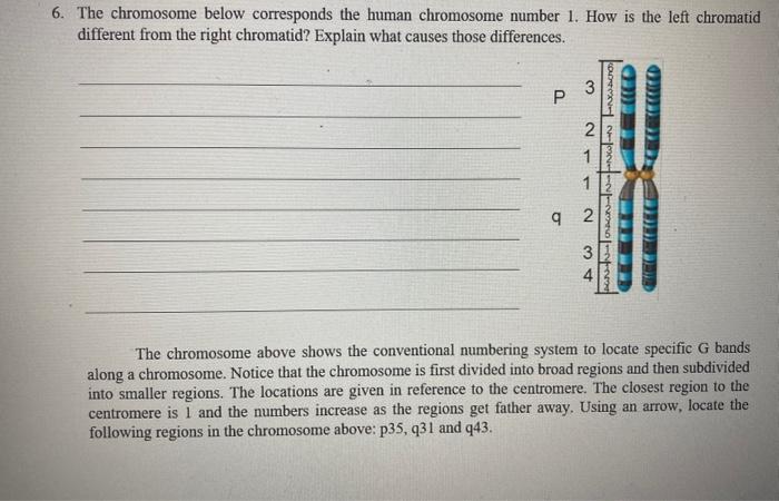 Solved 6. The chromosome below corresponds the human | Chegg.com