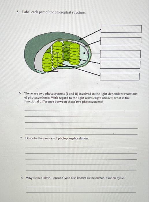 Solved 5. Label each part of the chloroplast structure 6.