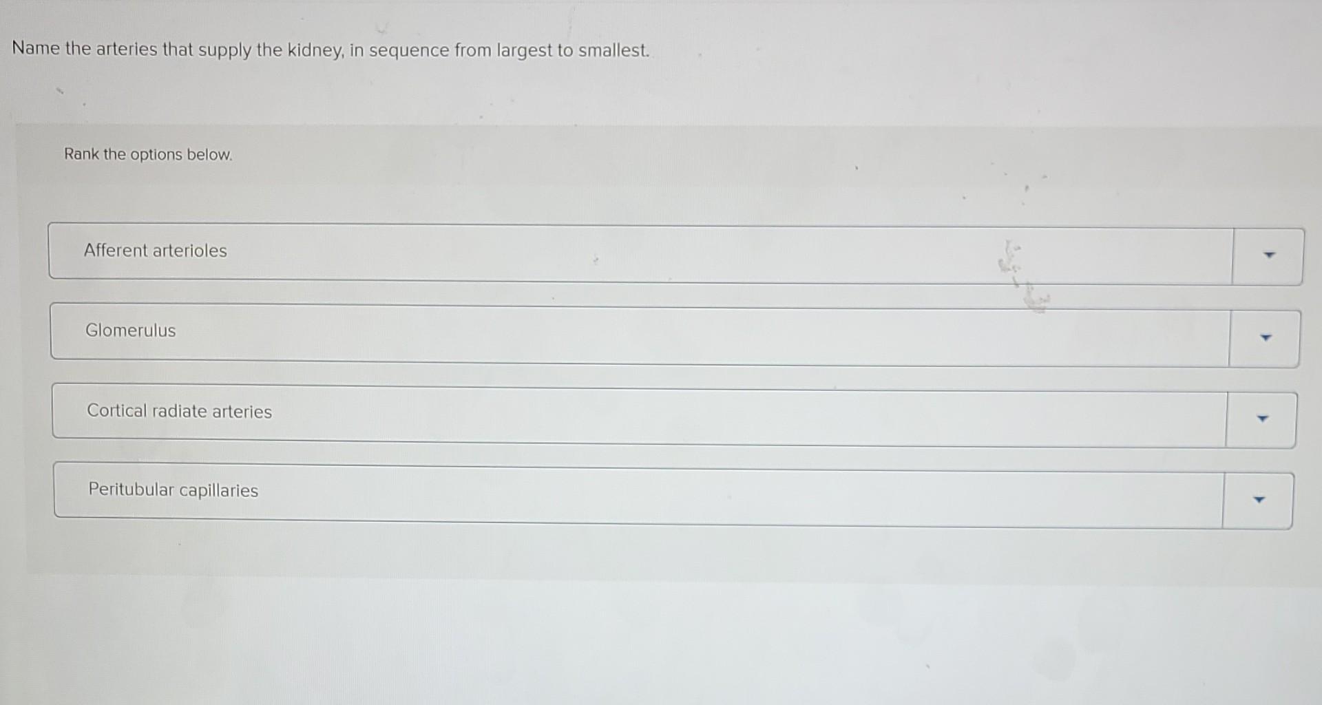 Name the arteries that supply the kidney, in sequence from largest to smallest.
Rank the options below.
Afferent arterioles
G