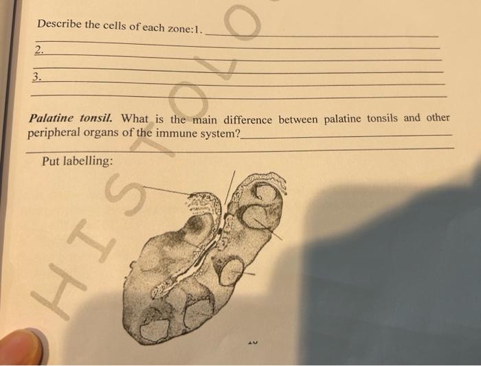 Solved label the diagram and answers questions below - first | Chegg.com