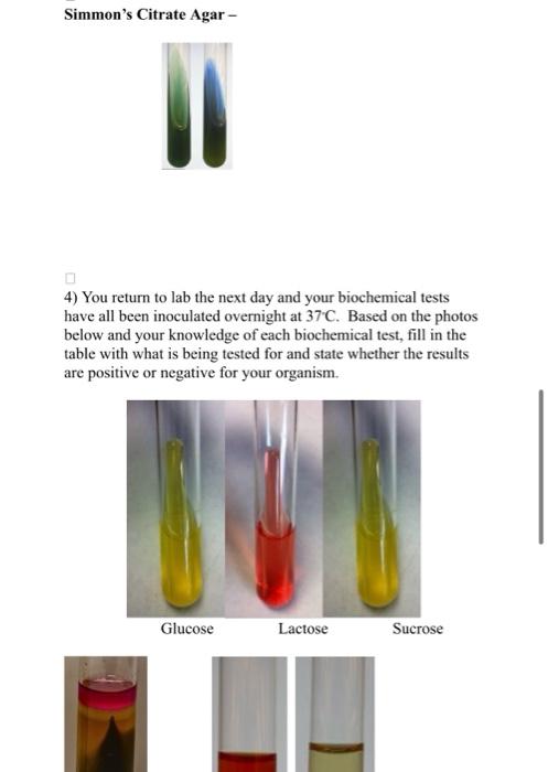 Solved Laboratory Exercise 13: Bacterial Isolation and | Chegg.com