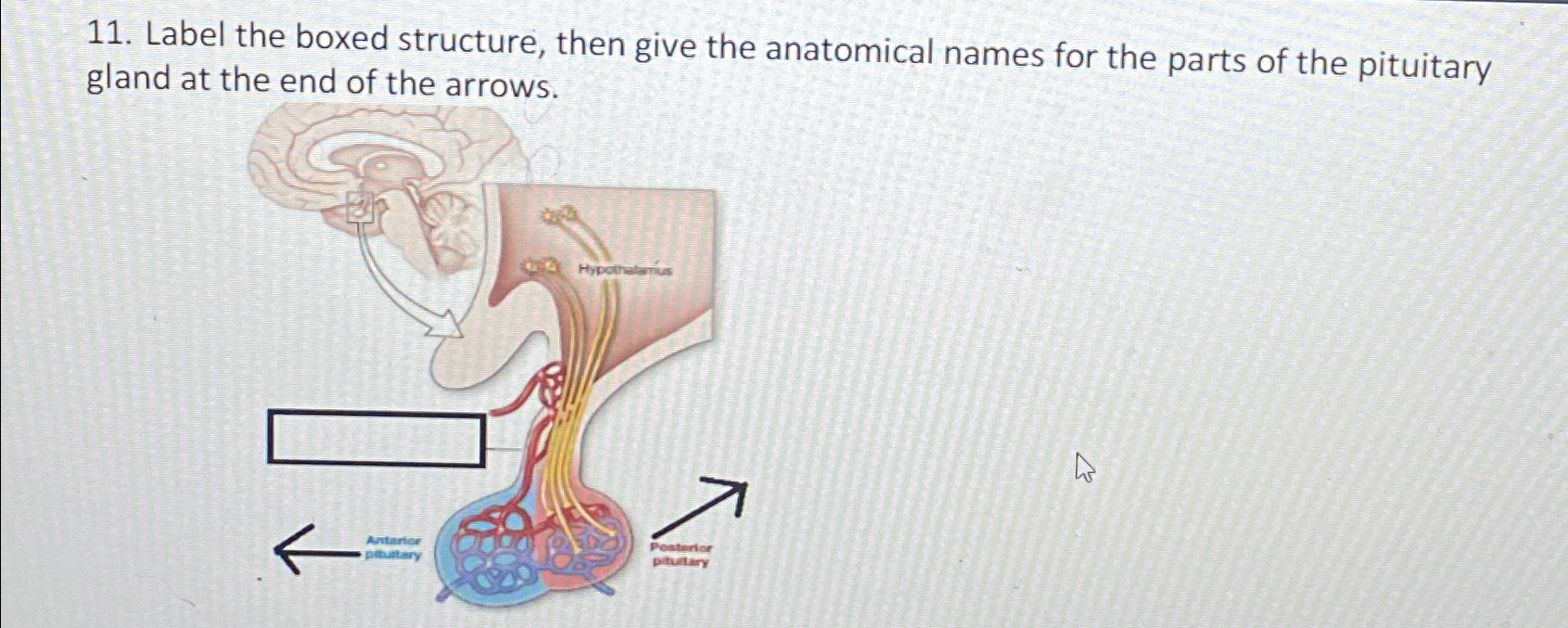Solved Label the boxed structure, then give the anatomical