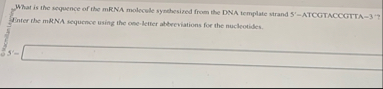Solved What is the sequence of the mRNA molecule synchesized | Chegg.com