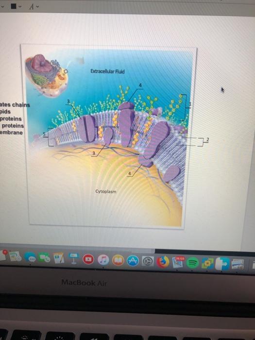 Solved Lab 04 - The Cell.pdf (page 2 of 6) - Edited a | Chegg.com