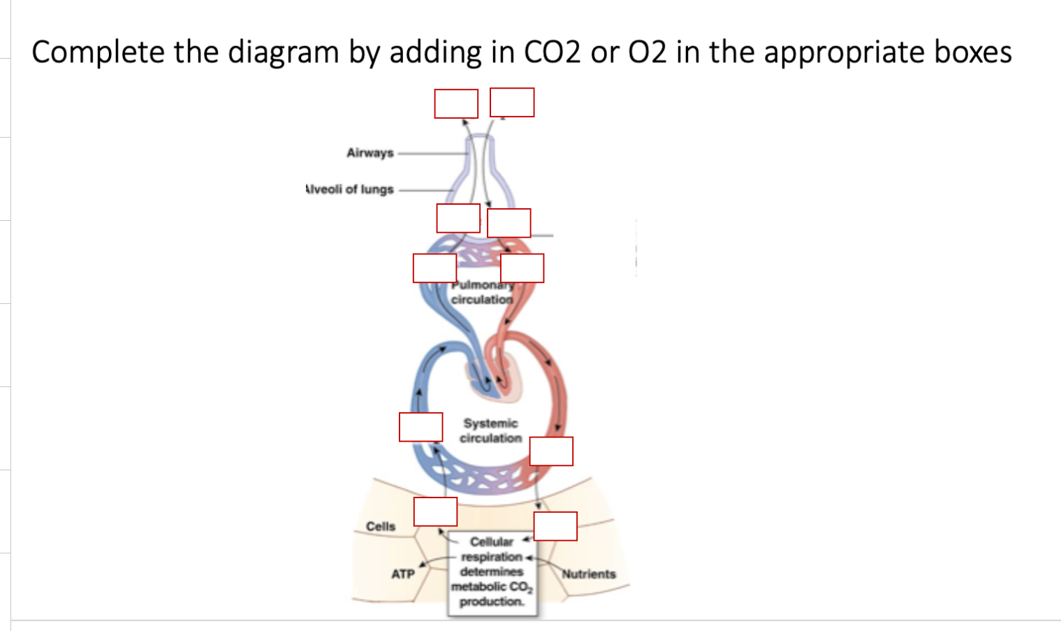 Solved Complete the diagram by adding in CO2 ﻿or O2 ﻿in the | Chegg.com