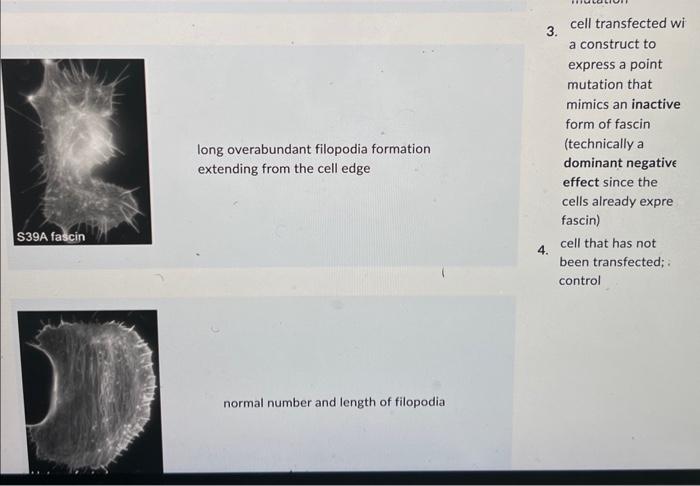 Solved reduced filopodia formation and normal filopodia | Chegg.com