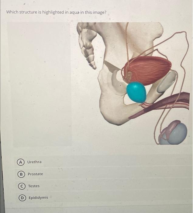 solved-which-structure-is-highlighted-in-aqua-in-this-image-chegg