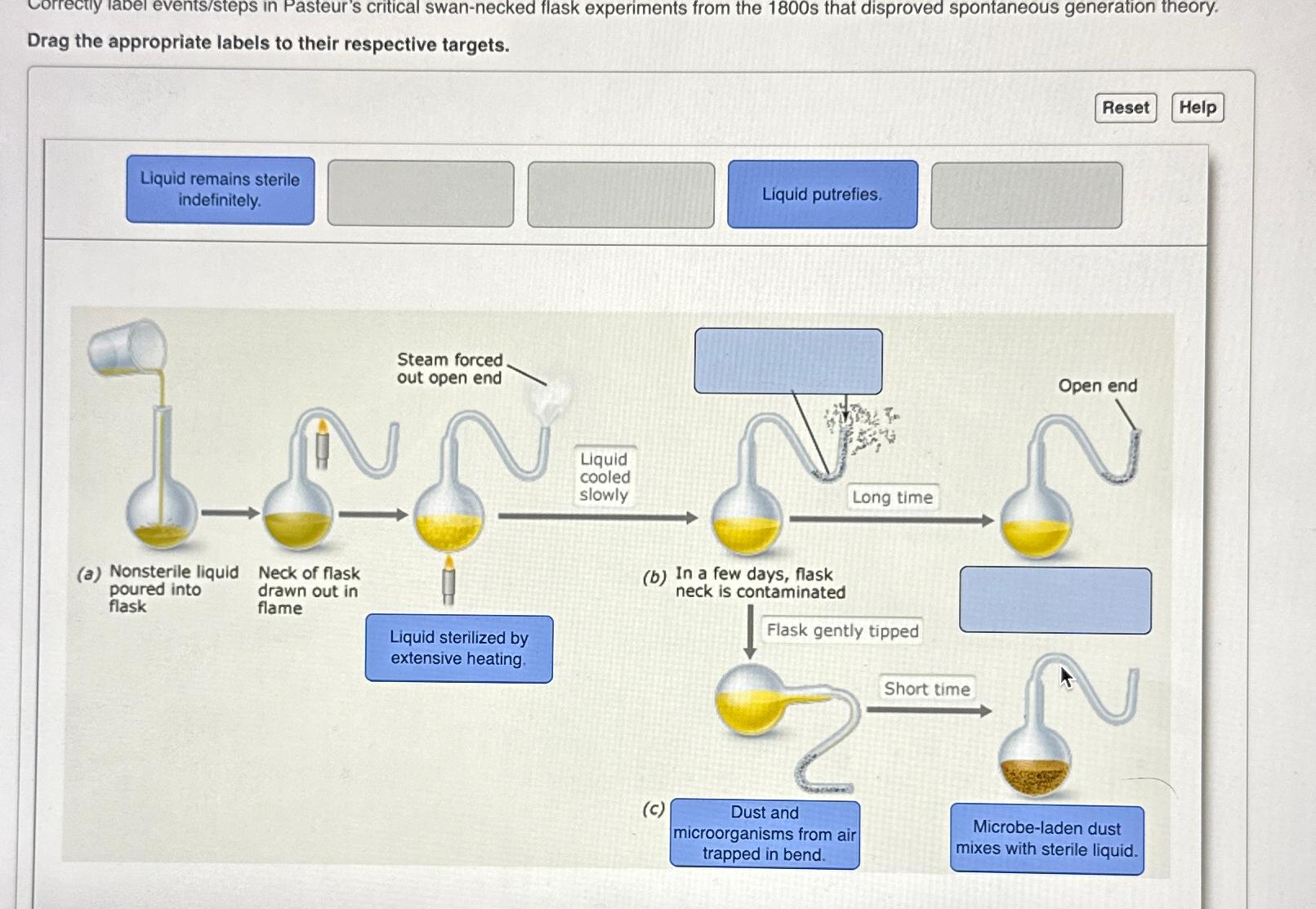 Solved Correctly Label Events Steps In Pasteur's Critical 