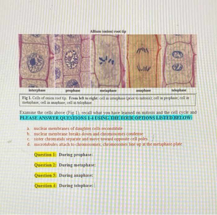 solved-allium-onion-root-tip-ris-vid-interphase-prophase-chegg