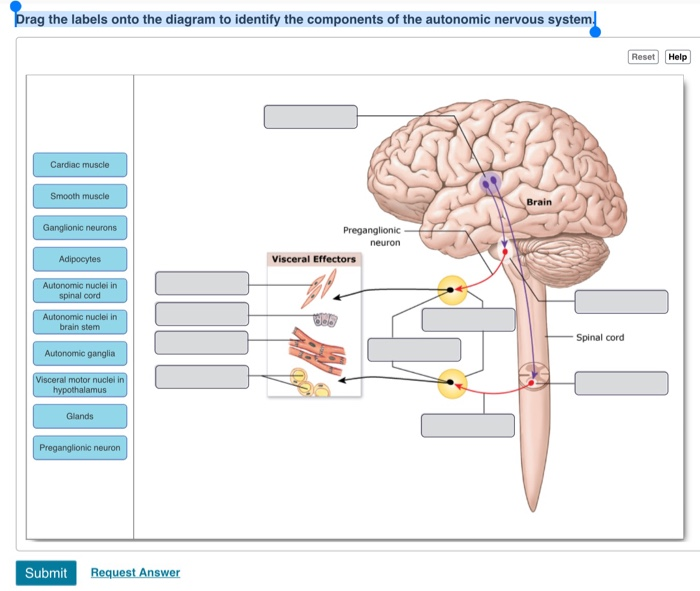 Nervous System Diagram Without Labels