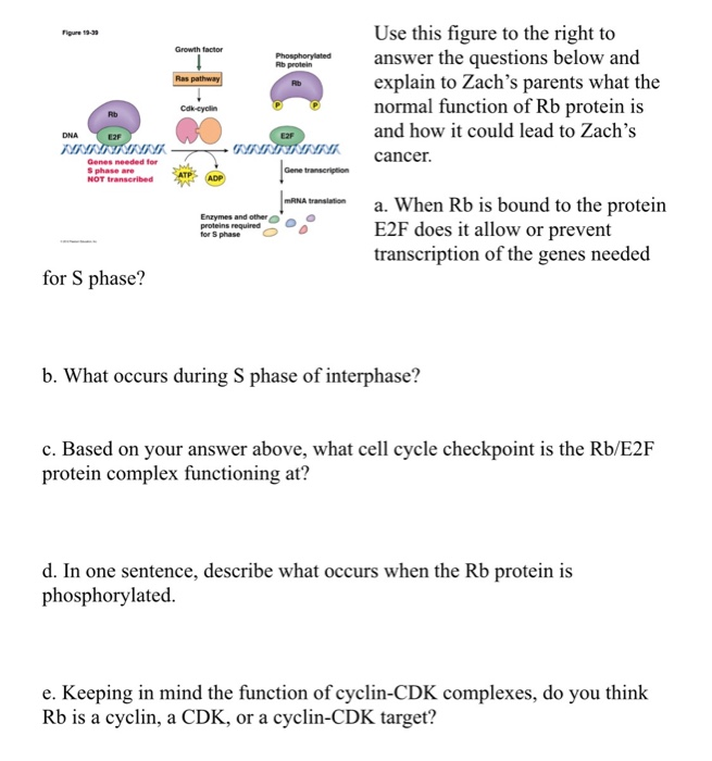Solved Growth factor Phosphorylated Rb protein Ras pathway | Chegg.com