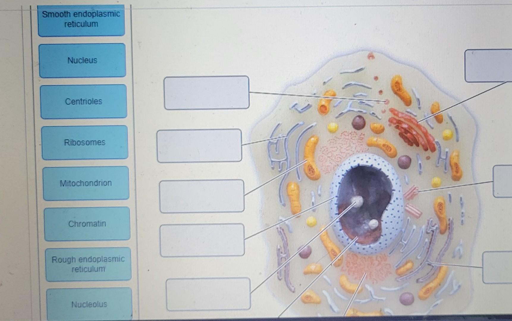 labelled diagram of golgi apparatus