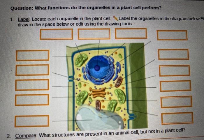 Solved Question: What functions do the organelles in a plant 