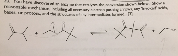 Solved 20. You have discovered an enzyme that catalyzes the | Chegg.com