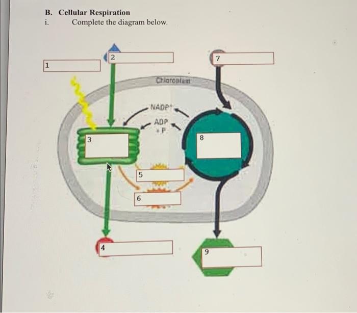 Solved B. Cellular Respiration i. Complete the diagram | Chegg.com