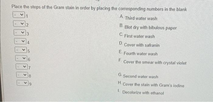 Solved Place the steps of the Gram stain in order by placing | Chegg.com