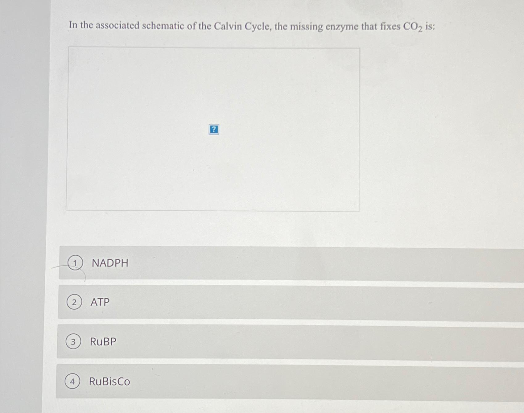 Solved In the associated schematic of the Calvin Cycle, the | Chegg.com