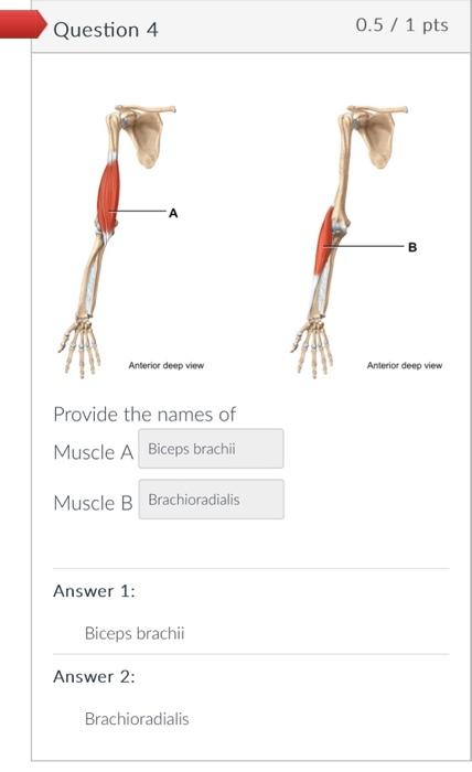 Solved Anyone find a different answer for the 2 muscles? i | Chegg.com