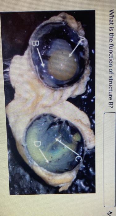 Solved What Is The Function Of Structure B? B | Chegg.com