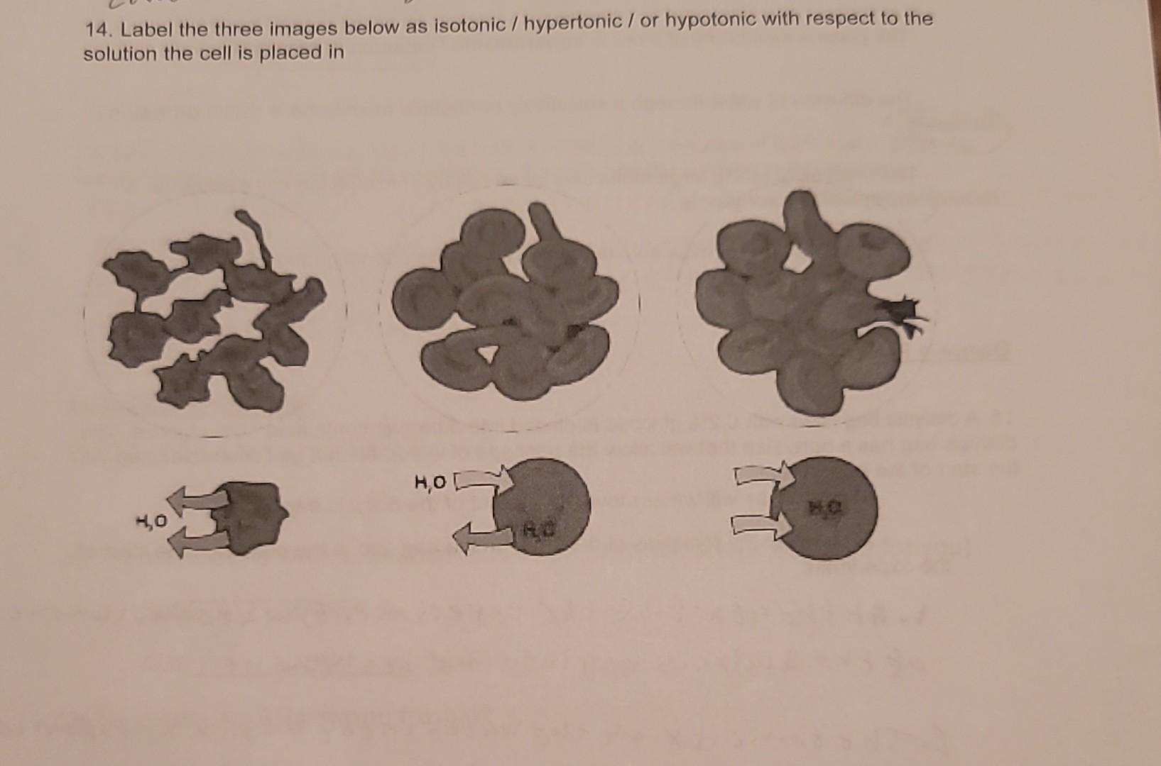 Solved Label The Three Images Below As Isotonic Chegg Com