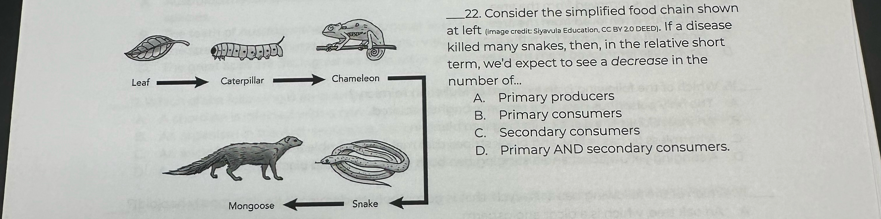 Solved Consider the simplified food chain shown at left Biology Diagrams