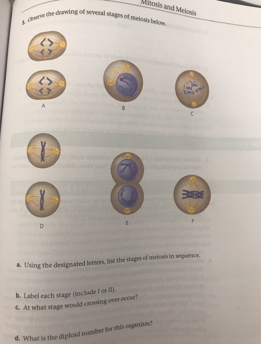 Solved Mitosis and Meiosis ng of several stages of meiosis | Chegg.com