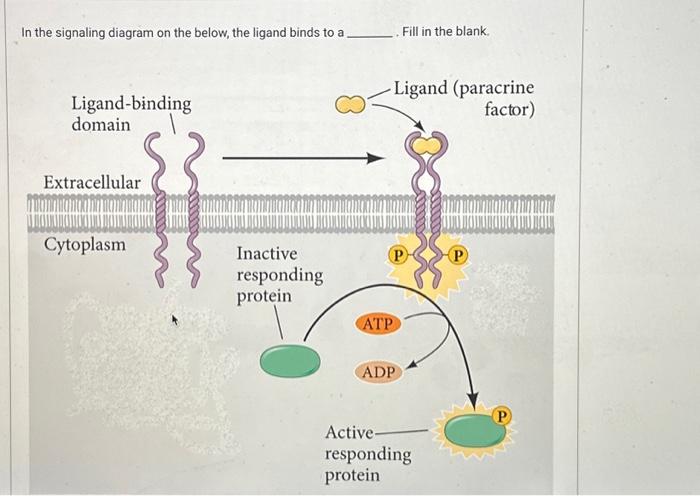 Solved In the signaling diagram on the below, the ligand | Chegg.com