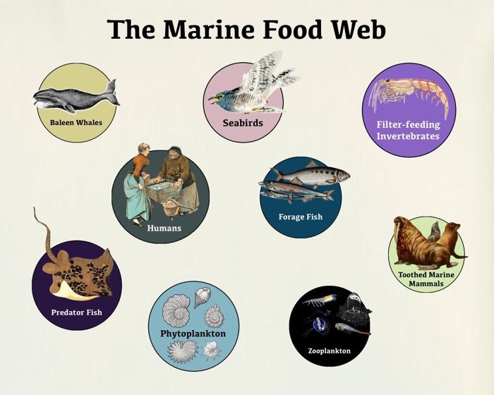 marine phytoplankton food chain