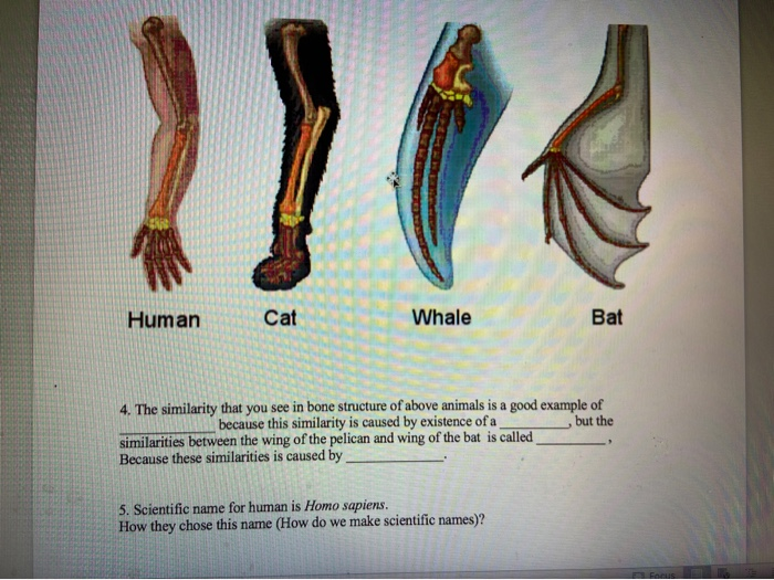 Solved Human Cat Whale Bat 4 The Similarity That You See In Chegg Com